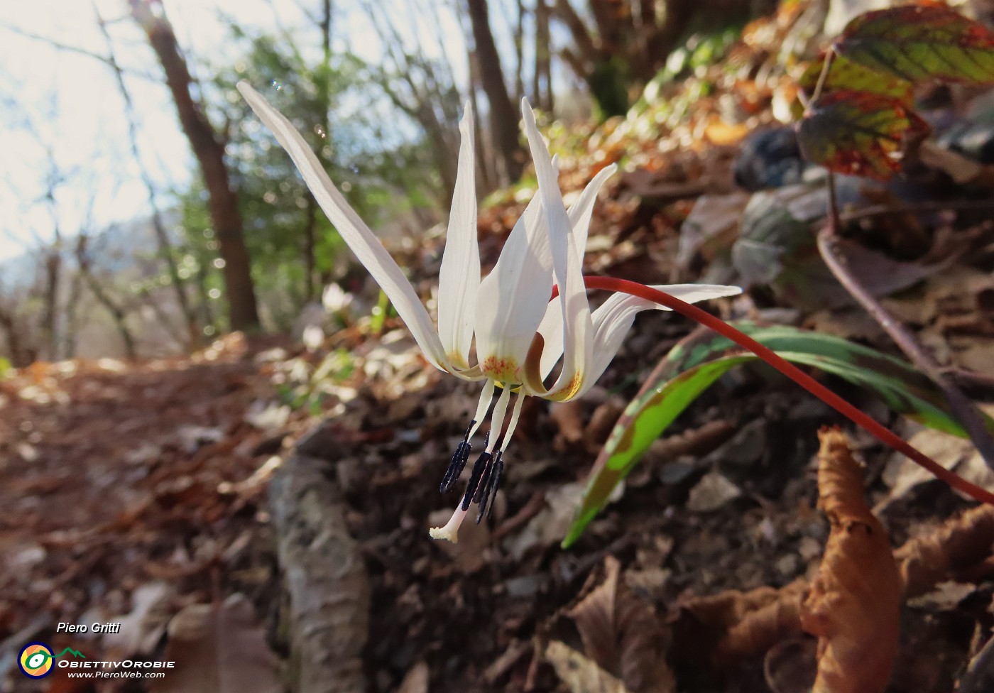 35 Erythronium dens-canis (DFente di cane).JPG